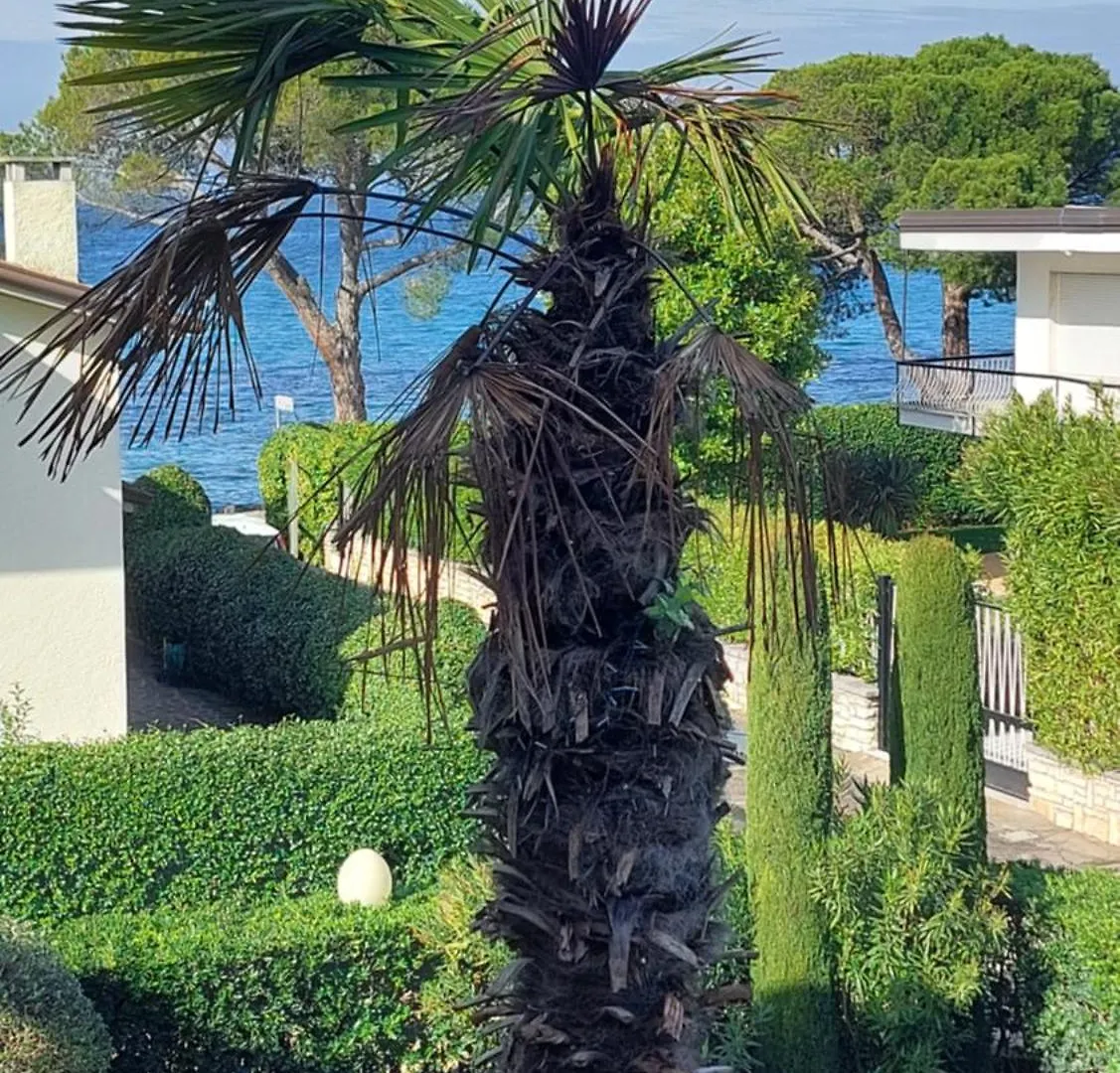 Betulla Lake View Apartment Lazise 0*,  Italy